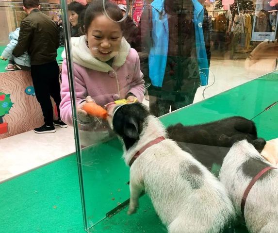 商场小马被拴在门口供人骑行玩乐，这是一项非常有趣的活动。下面是一些详细的步骤指南，帮助你更好地完成这项任务。