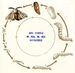 春蚕到死丝方尽成语，形容的是一个人或者一件事情，经过不断的努力和奋斗，直到最后一刻才肯放弃。这个成语所蕴含的精神力量，常常激励着我们不断前行，追求更好的未来。而今天，我们要介绍的是一家隐藏在小巷中的特色小店，它也在用自己的方式诠释着这个成语的精神。