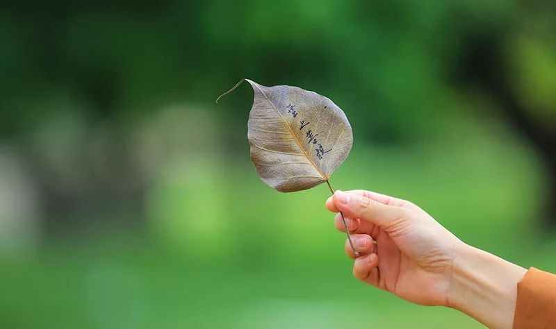 春蚕到死丝方尽意思