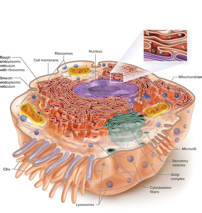 了解细胞膜（Membrane）