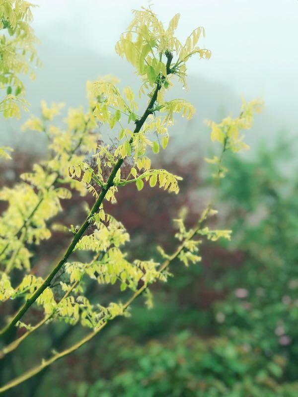 🌸清明时节雨纷纷🌦